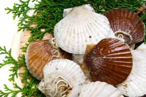 Vì sao sò điệp nhật nổi tiếng khắp thế giới