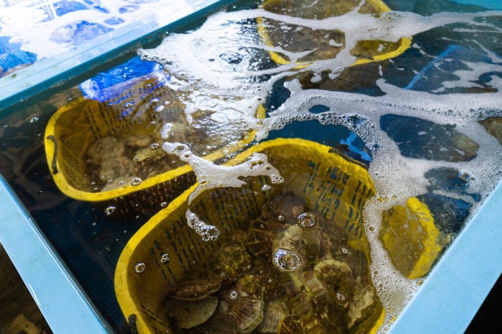 Vận chuyển sò điệp nhật như thế nào ?