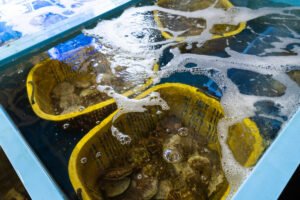 Vận chuyển sò điệp nhật như thế nào ?